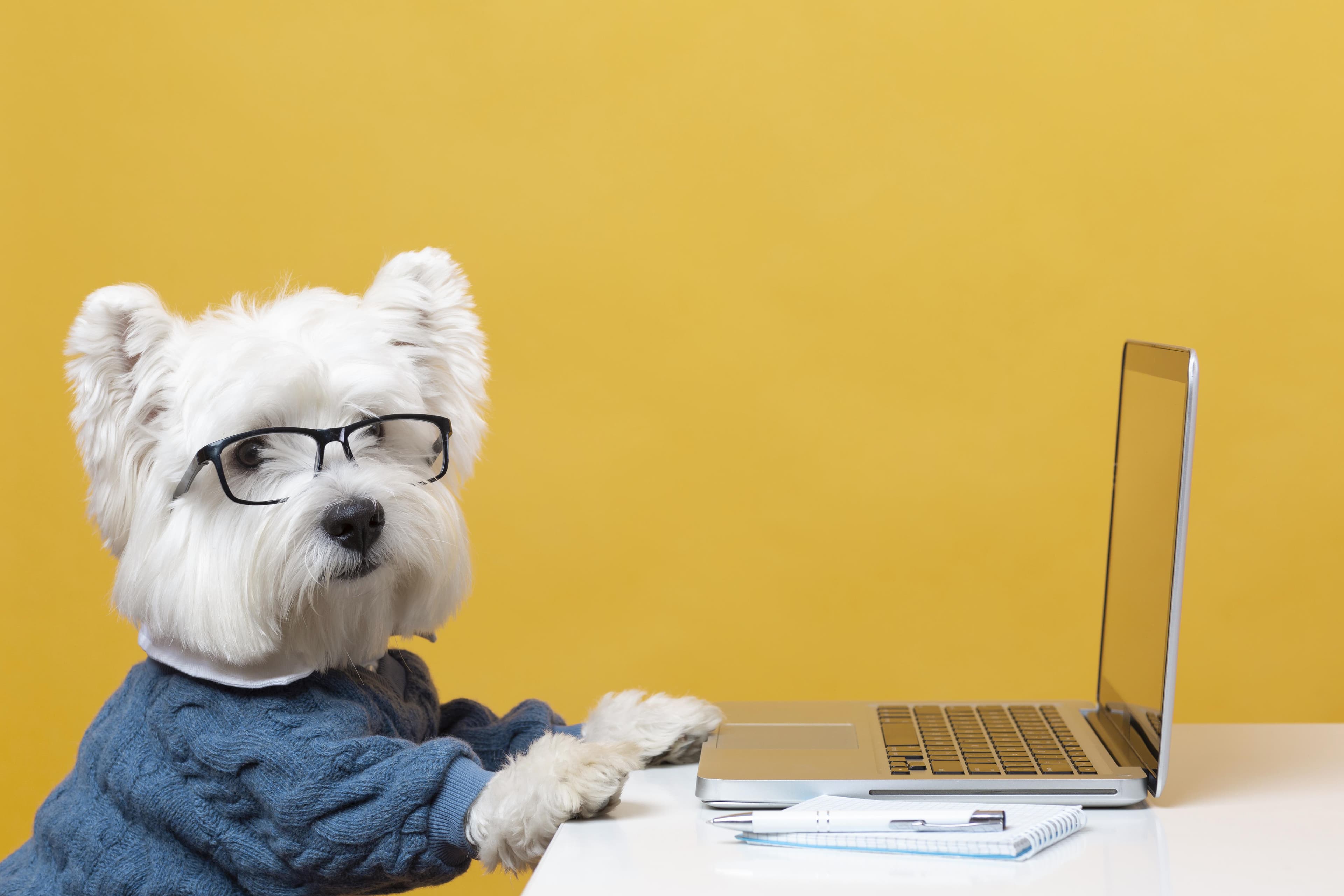Como vender produtos para animais de estimação por atacado on-line: um guia definitivo