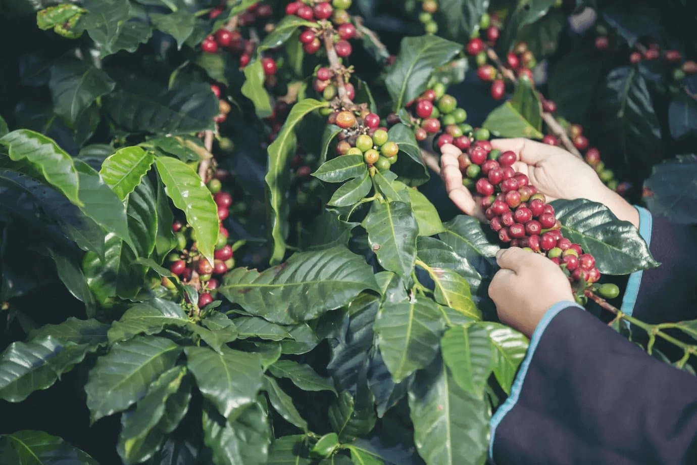 Café - Segunda Bebida Mais Consumida no Mundo
