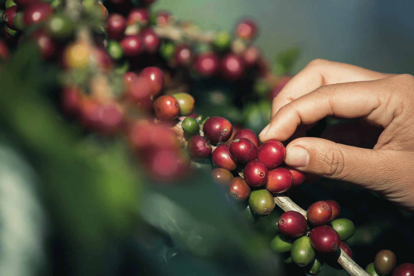 Tudo o que você precisa saber sobre o Café