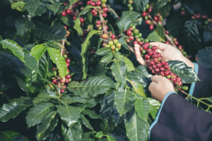 Tudo o que você precisa saber sobre o Café