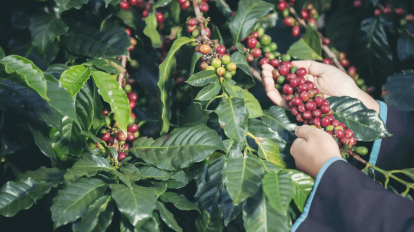 Tudo o que você precisa saber sobre o Café